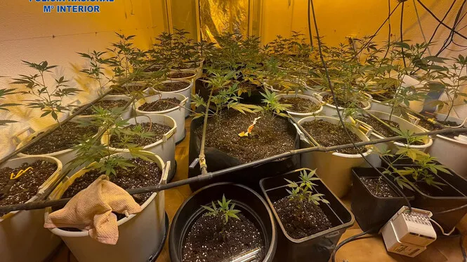 Detingut per muntar una plantació amb 60 plantes de marihuana al seu domicili a Establiments