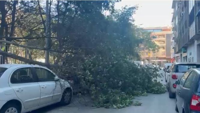 Les fortes ventades causen 146 incidents a les Illes