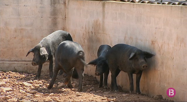 El+porc+negre+d%E2%80%99Eivissa+i+Formentera+espera+rebre+la+distinci%C3%B3+de+ra%C3%A7a+aut%C3%B2ctona