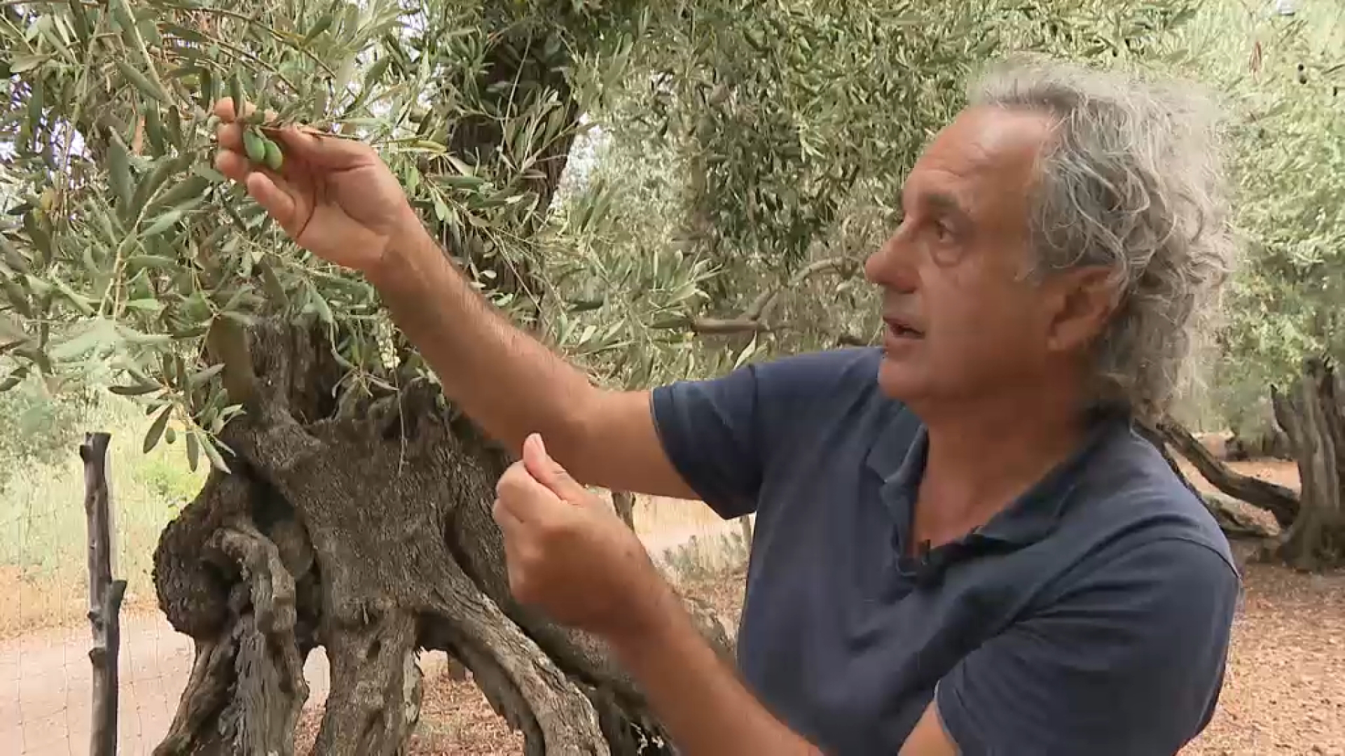 En+risc+la+collita+d%E2%80%99olives+de+la+serra+de+Tramuntana