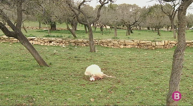 Un pagès de Moscari troba mortes 25 de les seves ovelles en tres anys