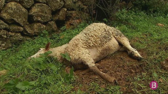 Inca crea una comissió de treball per tractar els atacs de cans a guardes d’ovelles