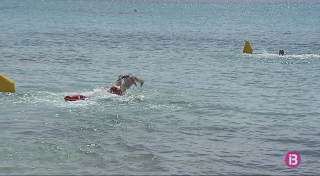 Repunt+de+picades+de+meduses+a+les+platges+de+Menorca