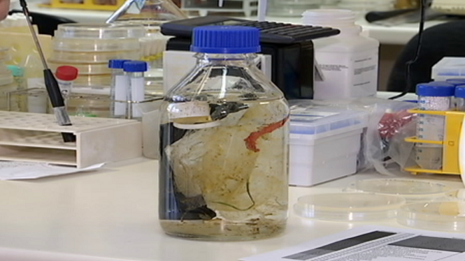 Investigadors de la UIB i l’IMEDEA estudien bacteris marins que biodegraden el plàstic