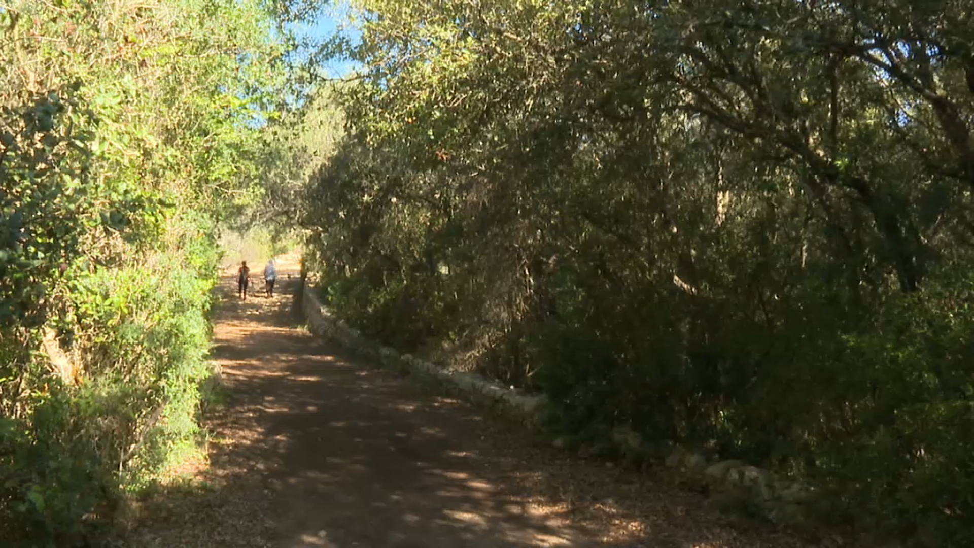 S’identifiquen 35 possibles boscos madurs a Menorca, la majoria ullastrars i alzinars