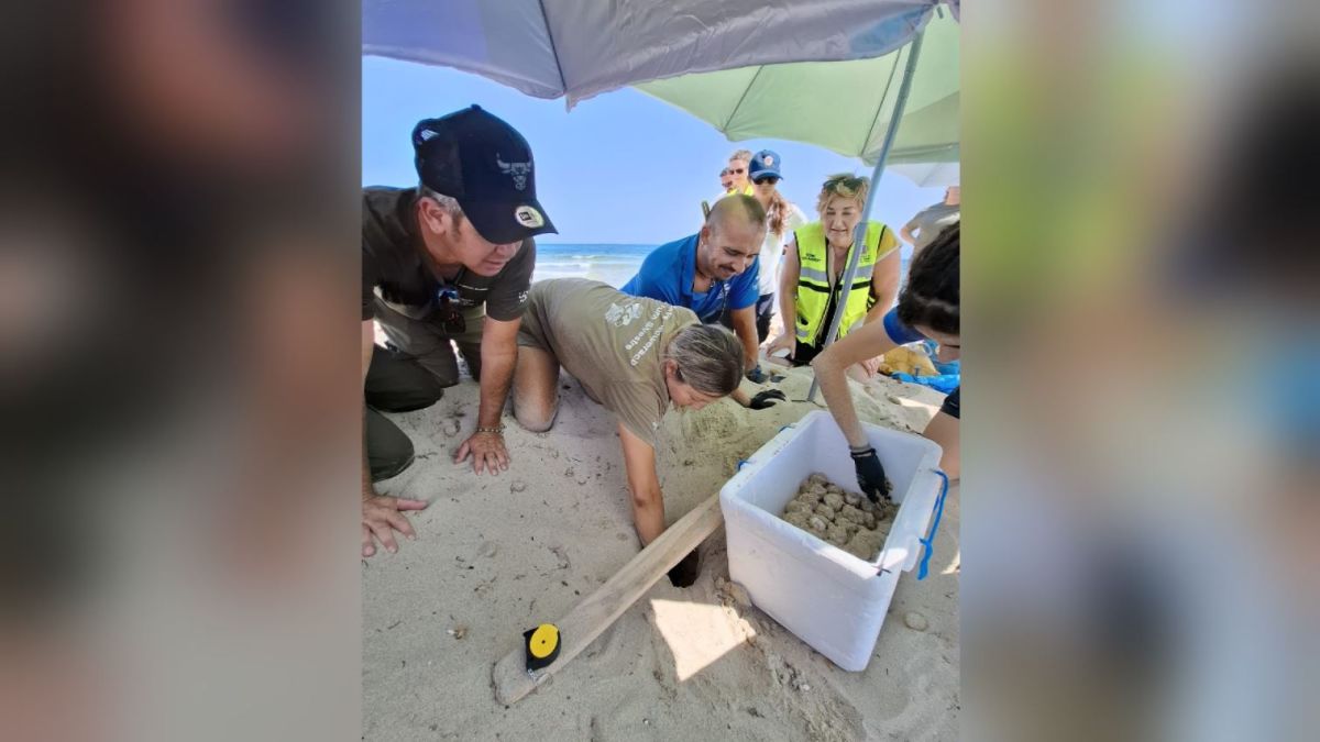 Troben el primer niu de tortuga marina de l’any a Eivissa