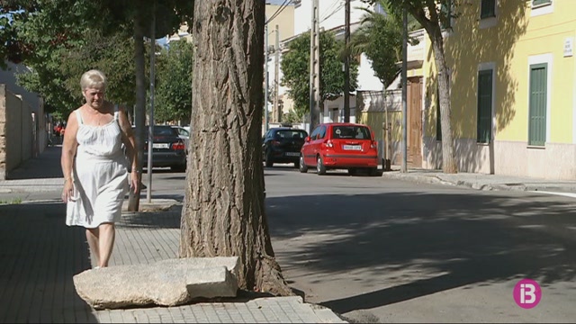 La+llista+negra+dels+arbres+que+destrossen+les+voravies+de+Palma