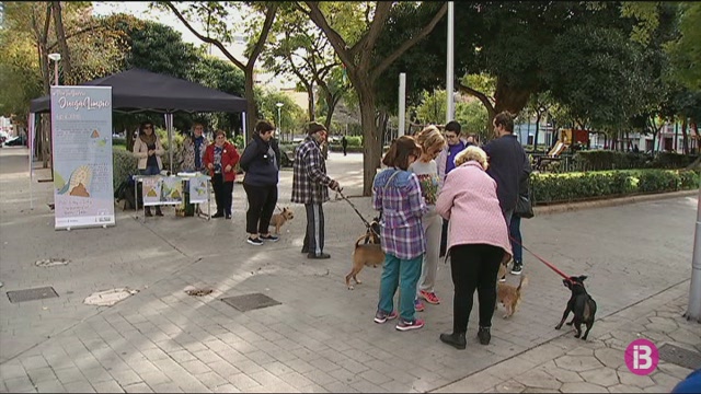 Els+ve%C3%AFns+de+Palma+no+volen+m%C3%A9s+excrements+al+carrer