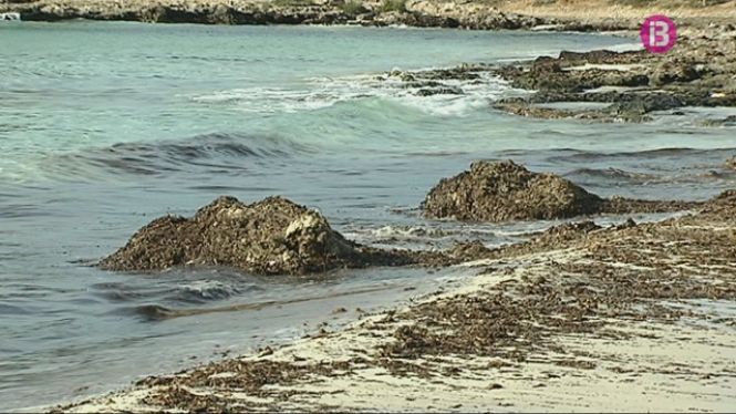 Les platges de Menorca gaudeixen d’un mes i mig més de la protecció de la posidònia