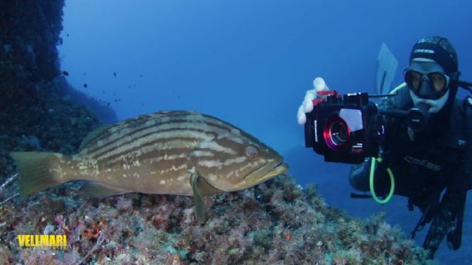 80+submarinistes+fotografien+el+fons+mar%C3%AD+de+Formentera