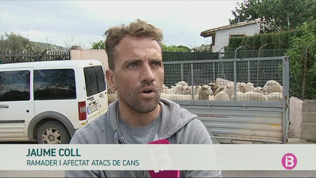 500+ovelles+han+mort+per+atacs+de+cans+en+un+mes%2C+segons+un+afectat