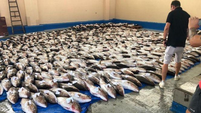 Pesquers valencians capturen 8.300 kg de cirviola al Canal de Menorca