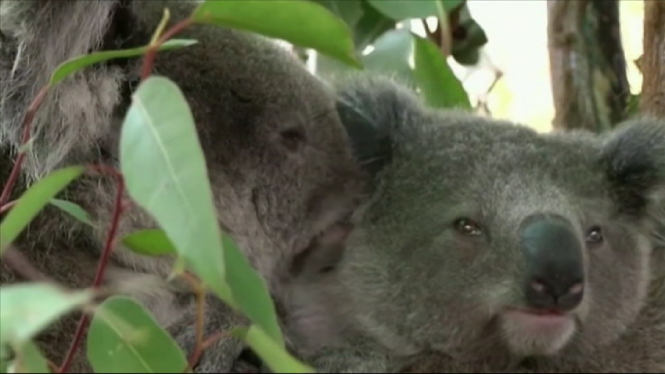 Els coales, en perill d’extinció a l’est d’Austràlia el 2050