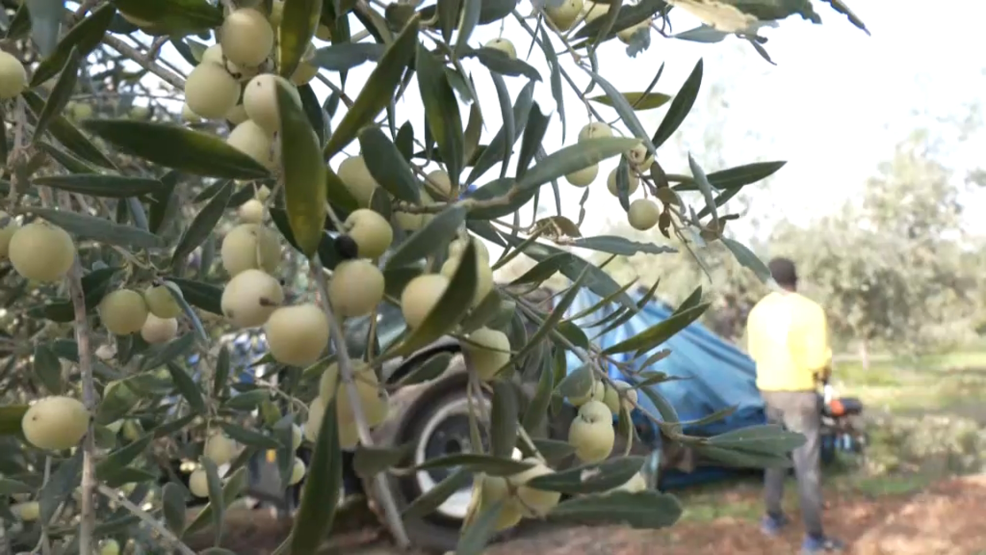 El sector de l’oliva demana que la pinyolada es pugui utilitzar com a fertilitzant