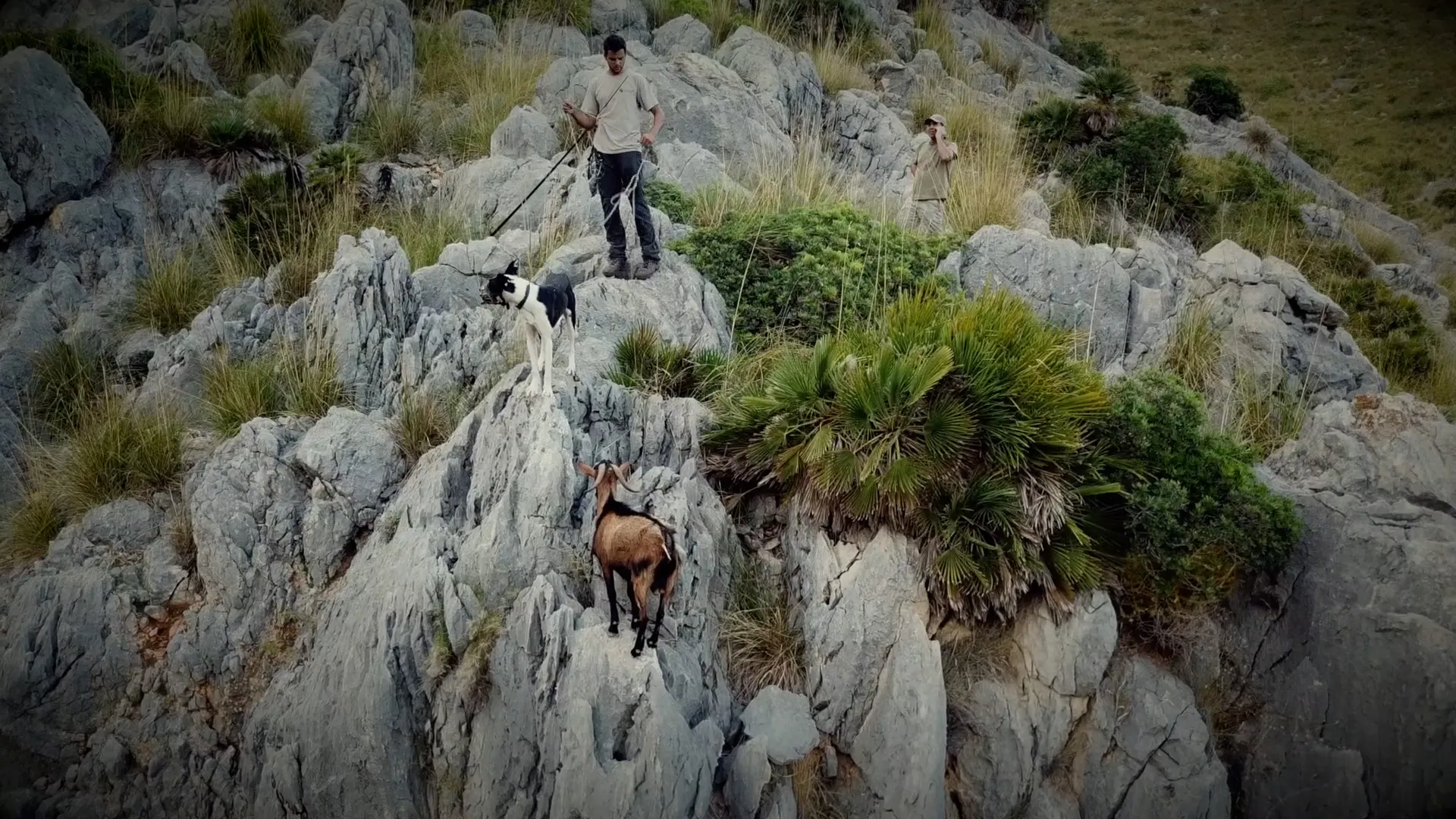 FRED+I+CALENT%3A+Varietats+locals+de+cireres