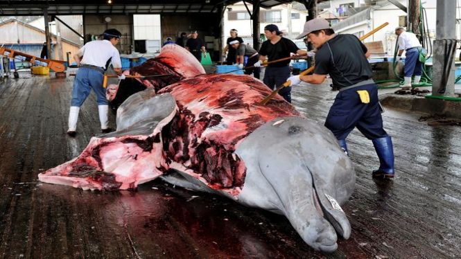 El Japó reprendrà la caça comercial de balenes