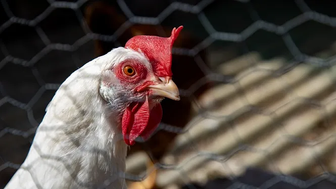 Les associacions animalistes carreguen contra la macrogranja de Sineu: “Condemna les gallines a una vida miserable”