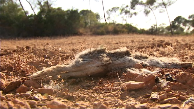La població de llebres a Mallorca baixa dràsticament per un virus típic dels conills