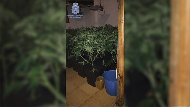 Detinguda+a+Palma+amb+83+plantes+de+marihuana