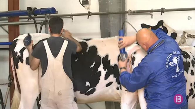 Laca i brillantina: així treballen els estilistes de vaques a la Fira del Camp d’Alaior