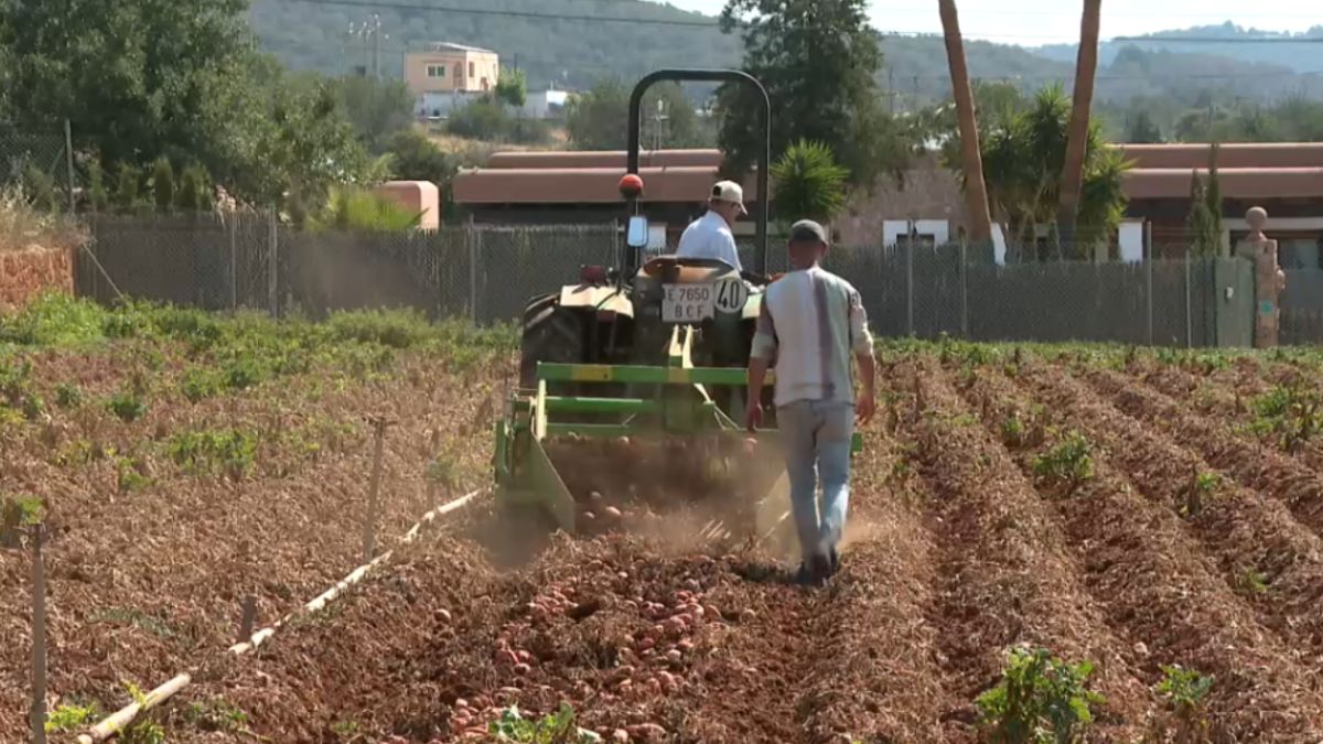 Els agricultors d’Eivissa esperen produir 2.700 tones de patata enguany