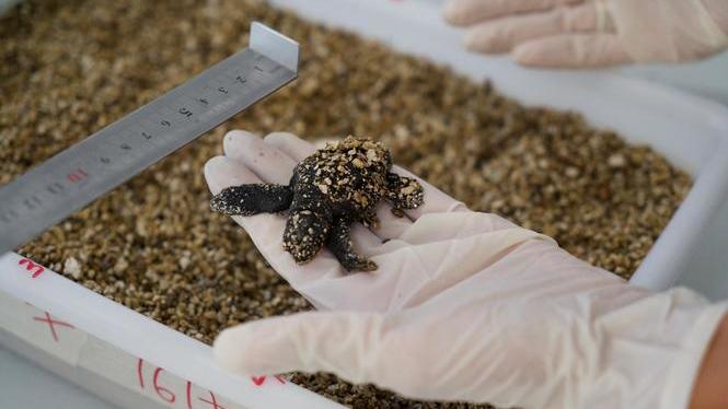 1.000 tortugues rescatades en aigües balears des de 1993