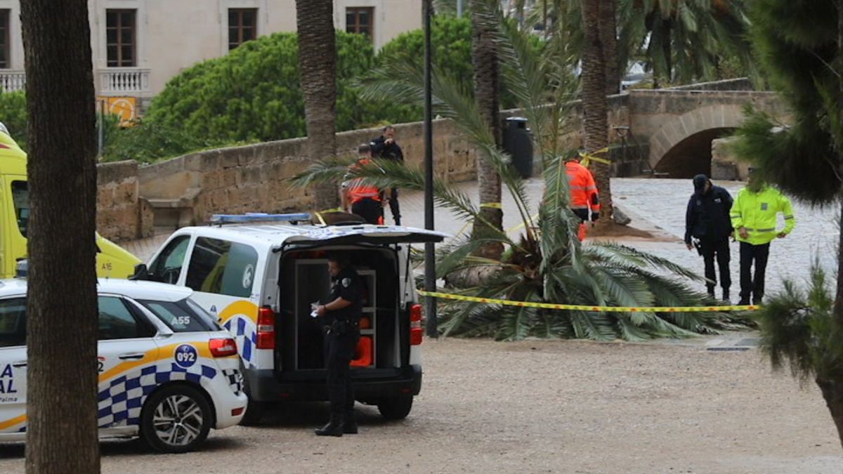 Cort assegura que havien revisat la palmera que va caure davant la Seu i va matar una dona