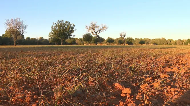 La manca de pluges fa que el farratge encara no germini i que els ramaders hagin de comprar el menjar per als animals