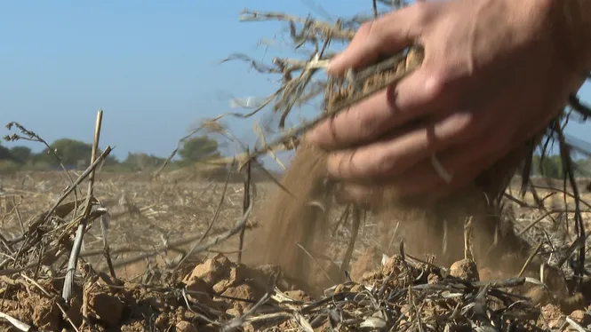 La Cooperativa del Camp de Formentera ha aturat la sembra dels cereals a causa de la sequera