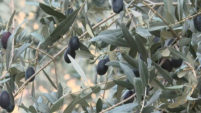 Les darreres pluges salven la campanya d’oliva negra mallorquina de taula