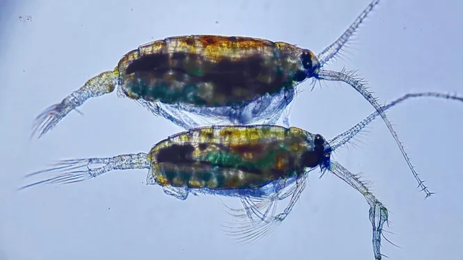 Un petit crustaci, el major reservori de microplàstics de l’oceà