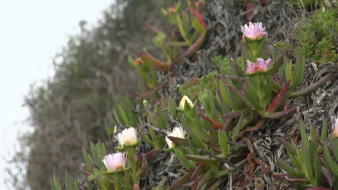 Menorca retira fins a 6 tones de plantes invasores en tres setmanes