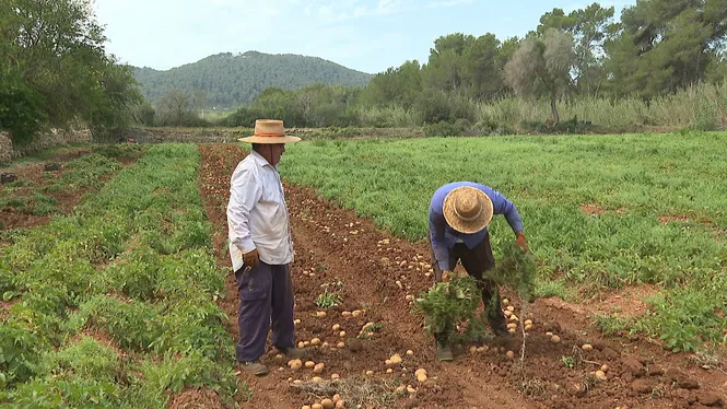 La producció de la patata d’Eivissa davalla un 15%
