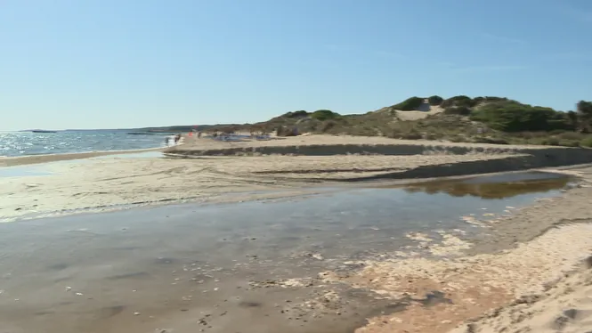 La platja de Son Bou recupera la continuïtat del cordó dunar però segueix tancada als banyistes