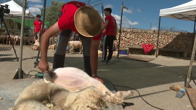 La I Trobada de Tonedors de Son Valls aplega desenes de curiosos que volen conèixer com es talla la llana a les ovelles