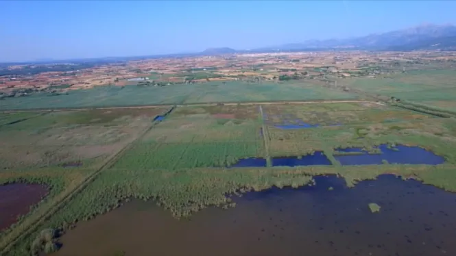 L%E2%80%99Albufera+pateix+la+pitjor+sequera+de+la+darrera+d%C3%A8cada