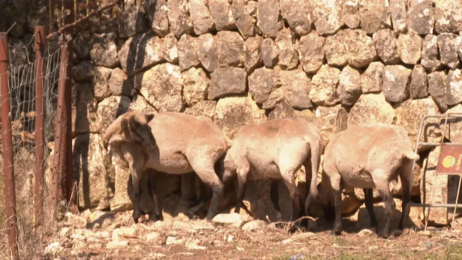 Balears té 78 focus confirmats de llengua blava