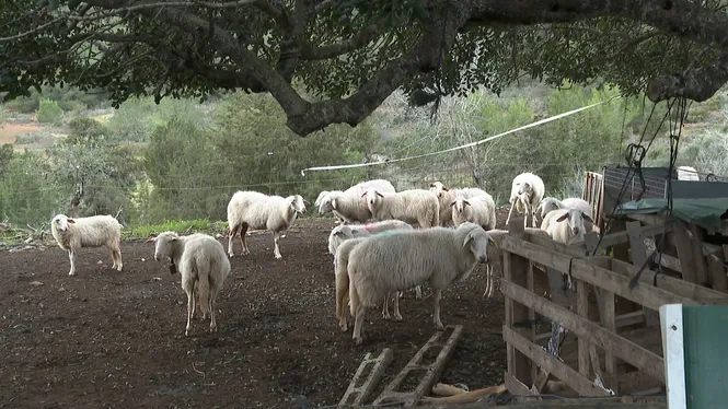 El Consell d’Eivissa analitza mostres de tres finques més sospitoses de tenir animals infectats pel virus de la llengua blava