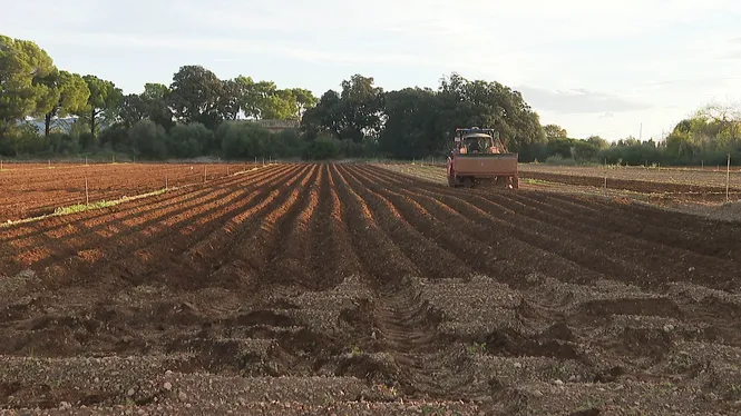 Comença la campanya de sembra de la patata de sa Pobla