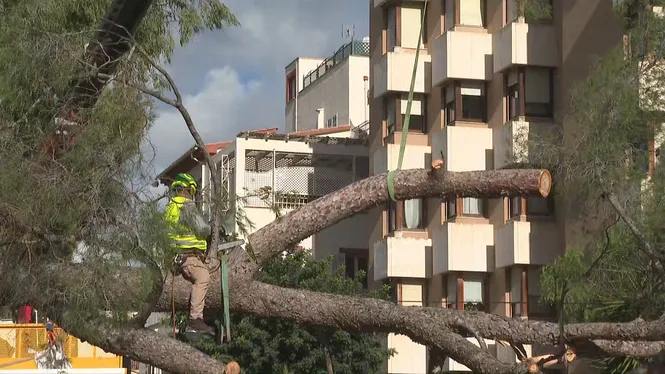 L’endemà de la ventada: motoserres i grues per treure els centenars d’arbres tombats