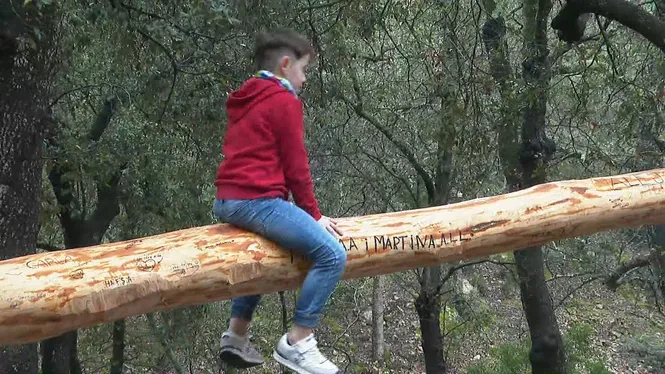 Tot a punt a Pollença per celebrar la pujada al pi de Sant Antoni