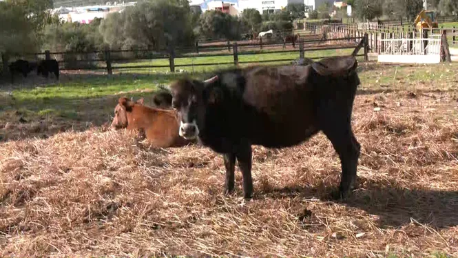 Agricultura  posa en marxa el sistema de retirada i destrucció de cadàvers d’animals de producció a Mallorca