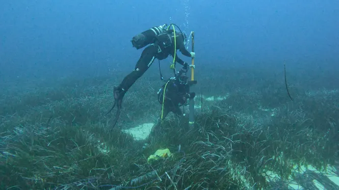 Menorca replantarà la posidònia afectada per un vessament fortuït a la costa de Cala Blanca