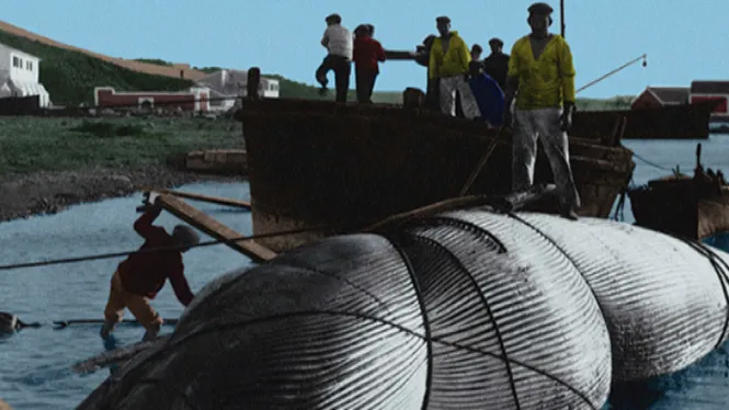 Un esquelet de balena de 15 metres presidirà el museu de l’institut Joan Ramis i Ramis de Maó