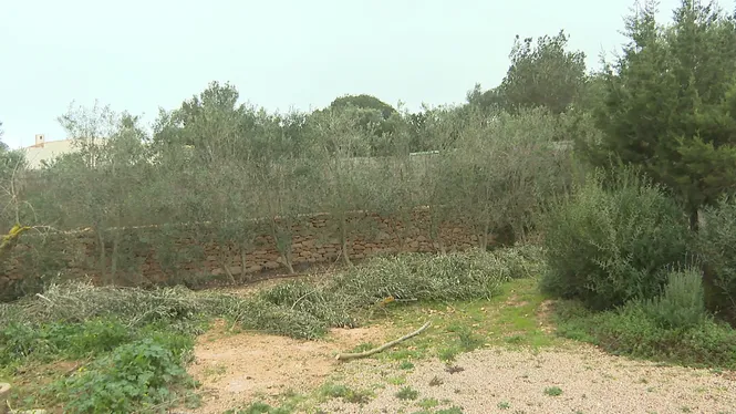 Saturació de l’àrea de gestió de residus vegetals a Formentera