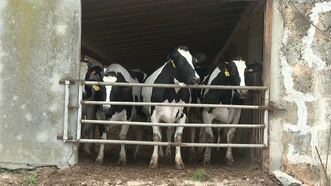 Les vaqueries de Mallorca en perill, els costos de producció superen els beneficis