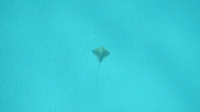 Identifiquen el primer santuari de reproducció de taurons i rajades