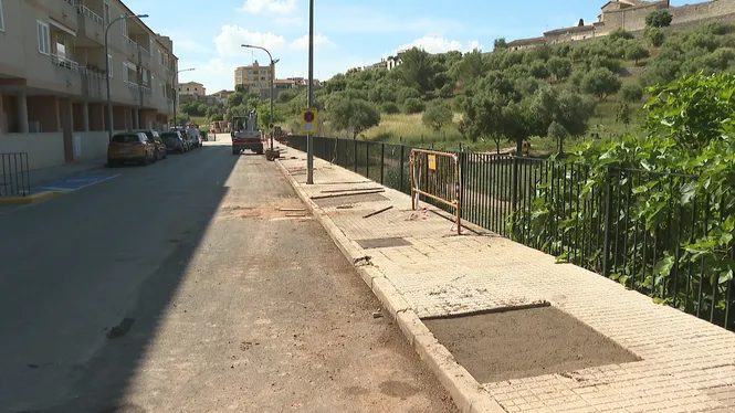 Comencen a plantar els mil arbres que preveu el Pla d’Arbrat d’Inca