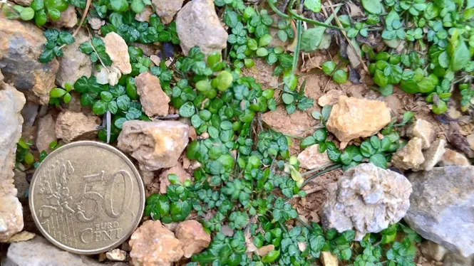 Seqüencien el genoma de ‘Naufraga balearica’