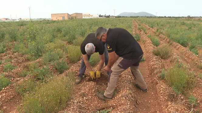 Cau la producció de patates d’exportació a sa Pobla per culpa dels nematòdes